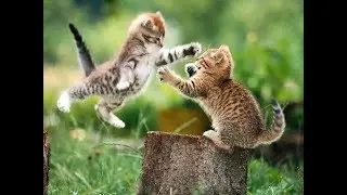 Cat hates everything - Neko punch