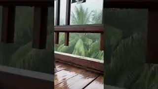 The lightning strike scares the baby monkey #animals #wildanimals #wildlife  #monkey