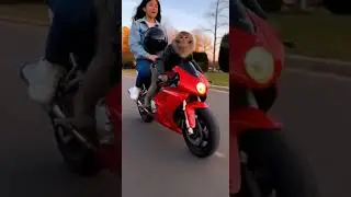 🔥Monkey Rides Bike & Does One-Wheel Stunt While Dropping Girl Home! #shortsfeed #monkey #ytshorts