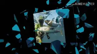 Gof, palamida, zubatica ( Amberjack ,ricciola, palamita, serra)