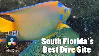 Queen Angel Fish, Southern Stargazer, and More Scuba Dive in 4K With Ambient Music