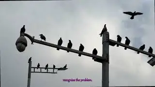 Urban Pigeons Under Pressure: How AI and Smart Cities Are Stressing Our Feathered Friends