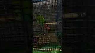 #talkingparot #greencheekedconure #birds #bird #birdslover #naturedocumentary #parrot