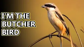 Shrike facts: the butcher bird | Animal Fact Files