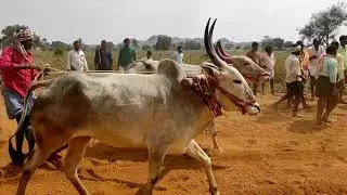 Pattikonda bulls market // Supper racing Seema Bulls Power