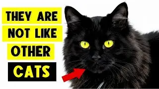 11 SURPRISING FACTS ABOUT BLACK CATS!