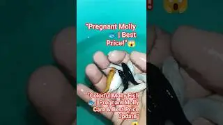 &ldquo;Colorful Molly Fish 🐟 | Pregnant Molly Care & Best Price Update&rdquo;#MollyFish #AquariumFish #Pregnat