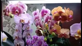 ОРХИДЕИ БЕЗ ГРАНИЦ🌏🌸🌺ХАРЬКОВ (УКРАИНА) частная коллекция
