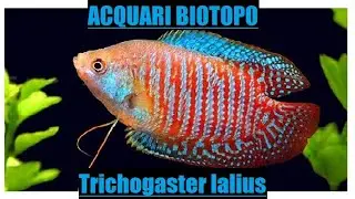 Trichogaster lalius-scheda allevamento