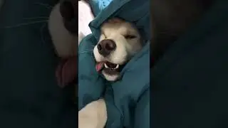 🐶 Winter cuddle mode ON ❄️🐶 Like 👍 Subscribe 🔔#dog #dogshorts #doglife #goldenretriever