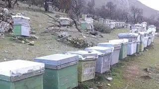 زيارت الشتاء للنحل مع نصائح نحلية