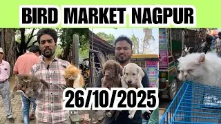 Bird Market Nagpur Today 26/10/25 | lakadganj Ka bird Market | Bird Sunday Market Nagpur ka