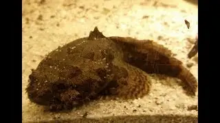 Allenbatrachus grunniens