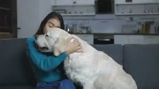 Asheville's Premier Dog Training Seasonal Care Tips