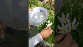 WHITE SAFFRON FLOWERS 💐 #flowers #saffron #saffronbenefits