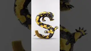 S Wie Salamander