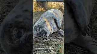 They Look Adorable&hellip; But They&rsquo;re Brutal! #antarctica  #facts #wildlife #seal#didyouknow