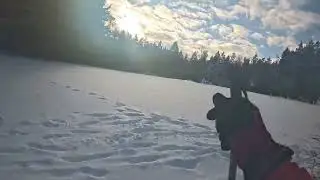 Langlauf Runde um den Ossinger bei Königstein. Fast bis Pruppach, über Bischofsreuth am 3.+4.1.2026