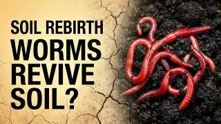 This ONE Soil Trick Brings Worms Back FAST (No Chemicals)