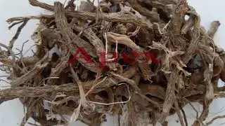 Coleus Forskohlii  Root & Extract | Exporters from India | Apex International