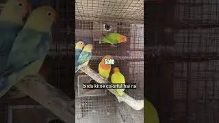 Mutation Love bird's sale in india price joynagar mozilpur #birds #breedingpair #lovebirdshyderabad