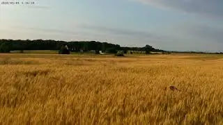 Sherfy Field