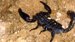 Find insects at night | let&rsquo;s catching