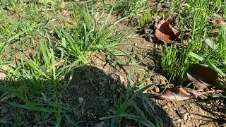 seed germination on bare dirt with no cover
