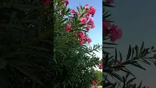 Олеандр обыкновенный #олеандр#природа#растения