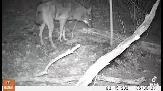 Coywolf caught on Trap cam. (Trapcam footage provided by Jeff McCool)