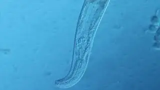 Pristionchus