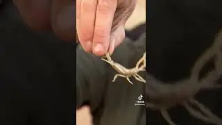 Catching scorpion 🦂 😱😱 #shorts #scorpio #wild #insects