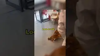 Визит этой собаки к ветеринару принял неожиданный оборот!
