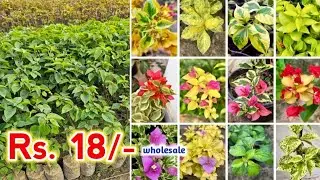 500+ Thai Varieties|| Bougainvillea Flower Plant Supplier All India || Wholesale Nursery 