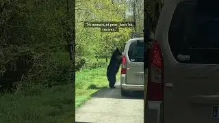 #safari #ourshouldtravel #bear #france #franceculture #french #travel #travel #travelvlog