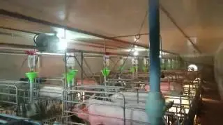 Hypochlorous acid being sprayed  in pig pens