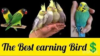 the Best earning 💲 Bird?????????????????? from smd pets Rct 😉