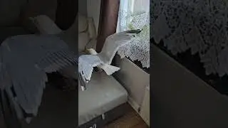 Mewa weszła mi do domu i nie chce wyjść 😂🦤 #shorts #śmieszne #viral