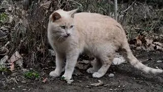 Accouplement de chats - avec succ&egrave;s