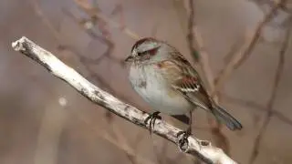 American Tree Sparrows in winter