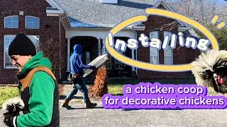 Installing a chicken coop for DECORATIVE chickens!