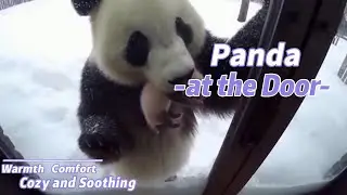 I saved a panda #animals #aianimals #animalsworld #panda #cute #puppy 