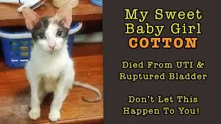 My Calico Cat Died From UTI and Ruptured Bladder (In Loving Memory of COTTON)