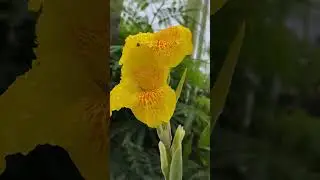 BUNGA KANA   II  BUNGA TASBIH  II   Tanaman bunga kana  tumbuh subur dan berbunga #bunga    1