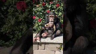 Ангада с одной из своих #валентинок ☮️❤️🐒 #обезьяна #шимпанзе #любовь #деньсвятоговалентина