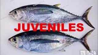 Alerte aux Thons Juv&eacute;niles rade Cannes Mandelieu/ANTOMICOU FISHING