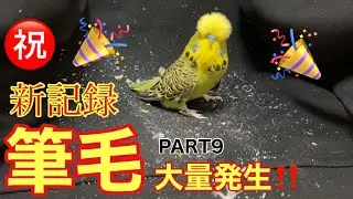 【インコ】出ました❗️新記録‼️筆毛大量発生‼️PART9 後編