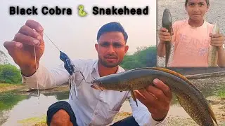 खतरनाक 😱 Snakehead Catch | hunting Snake head fishing | machhliyan | fish #royalfishing1234 #fishing