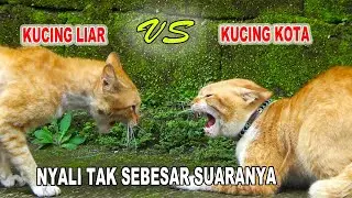 Adu Mulut Saat kucing Kota bertemu dengan Kucing Liar | Auto Kabuurr