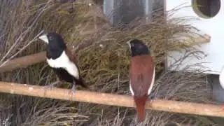 Tricolor Munia | BirdSpyAus